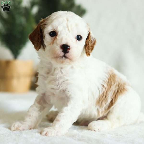 Wynn F1B, Cavapoo Puppy